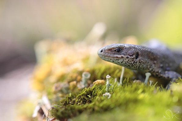 Lezard des souches (Lacerta agilis)