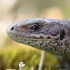 Lezard des souches (Lacerta agilis)