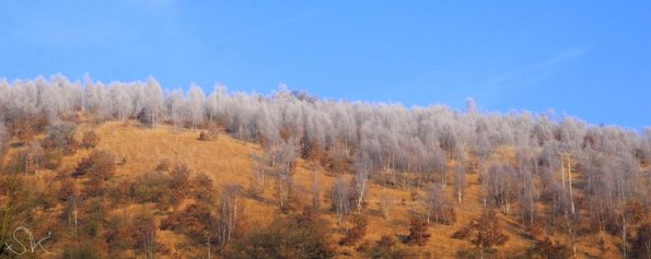 Vallée de la vesdre givrée