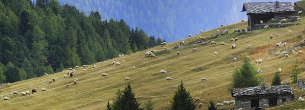 Troupeau mouton de l' Orgere