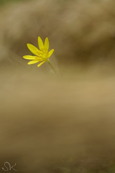 Ficaire (Ranunculus ficaria)