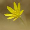 Ficaire (Ranunculus ficaria)