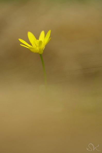 Ficaire (Ranunculus ficaria)