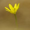 Ficaire (Ranunculus ficaria)