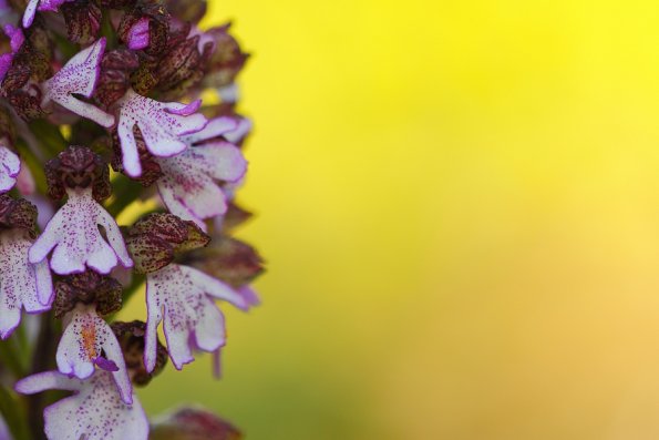 Orchis pourpre (Orchis purpurea)