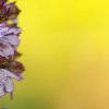 Orchis pourpre (Orchis purpurea)