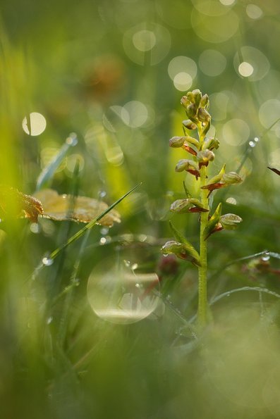 Orchis grenouille (coeloglossum viride)