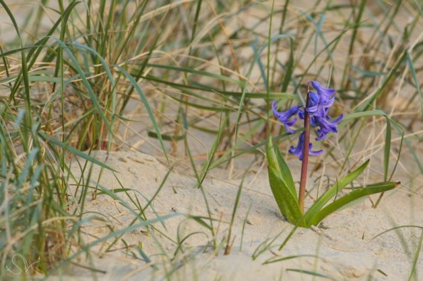 La Jacinthe des bois ou Jacinthe sauvage (Hyacinthoides non-scripta)