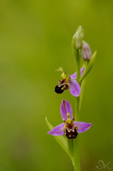 Ophrys abeille (Ophrys apifera)