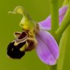 Ophrys abeille (Ophrys apifera)