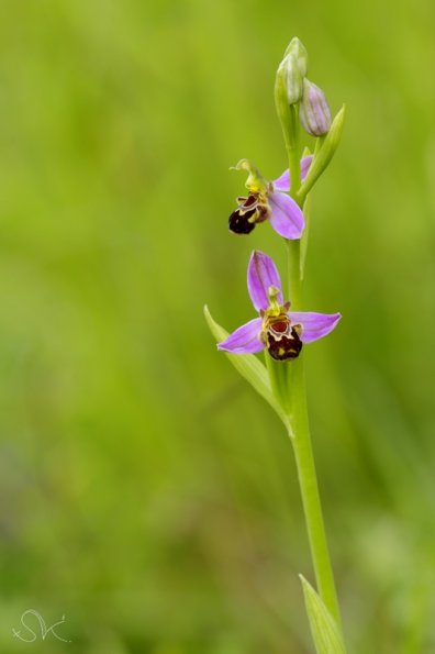 Ophrys abeille (Ophrys apifera)