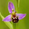 Ophrys abeille (Ophrys apifera)