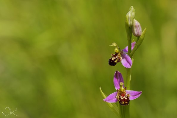 Ophrys abeille (Ophrys apifera)