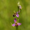 Ophrys abeille (Ophrys apifera)