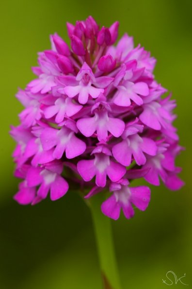 Orchis pyramidal (Anacamptis pyramidalis)