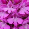 Orchis pyramidal (Anacamptis pyramidalis)