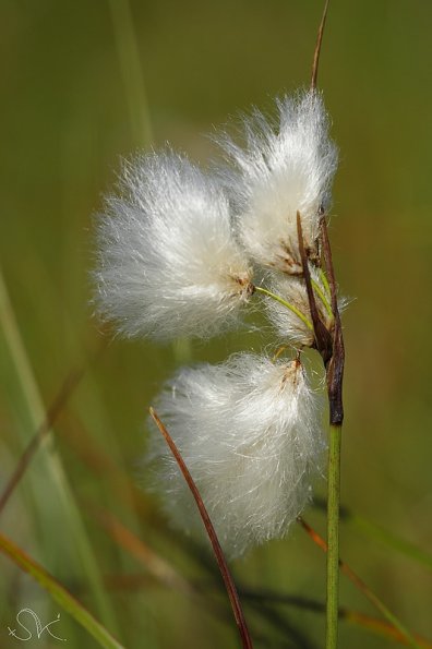 Linaigrette à feuilles étroites (Eriophorum angustifolium)