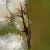 Linaigrette à feuilles étroites (Eriophorum angustifolium)