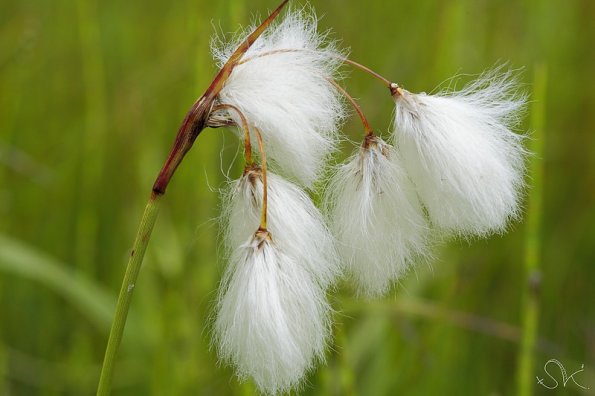 Linaigrette à feuilles étroites (Eriophorum angustifolium)