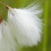 Linaigrette à feuilles étroites (Eriophorum angustifolium)