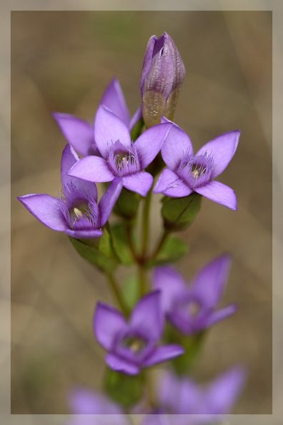 Gentiane champêtre (Gentianella campestris)