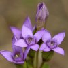 Gentiane champêtre (Gentianella campestris)