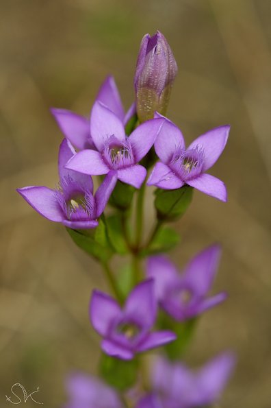 Gebtiane champêtre (Gentianella campestris)