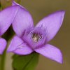 Gebtiane champêtre (Gentianella campestris)