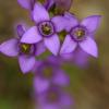 Gentiane champêtre (Gentianella campestris)