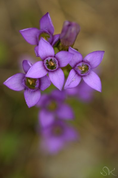 Gentiane champêtre (Gentianella campestris)