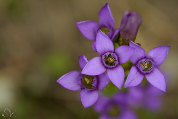 Gentiane champêtre (Gentianella campestris)