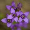 Gentiane champêtre (Gentianella campestris)