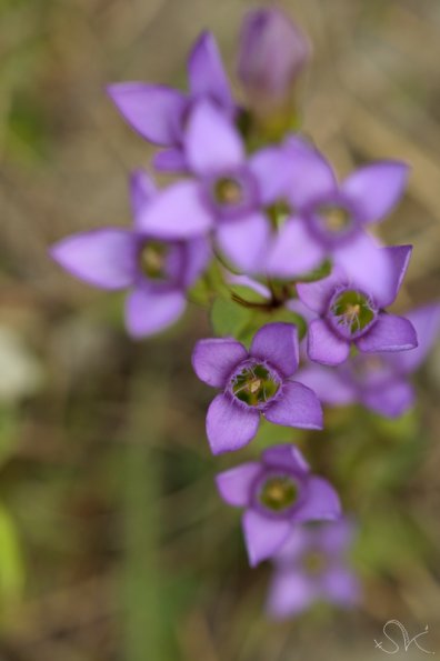 Gentiane champêtre (Gentianella campestris)