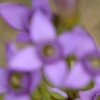 Gentiane champêtre (Gentianella campestris)