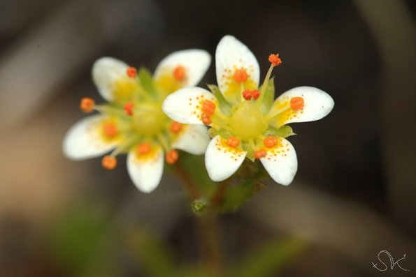 Saxifrage sp (Saxifraga sp)