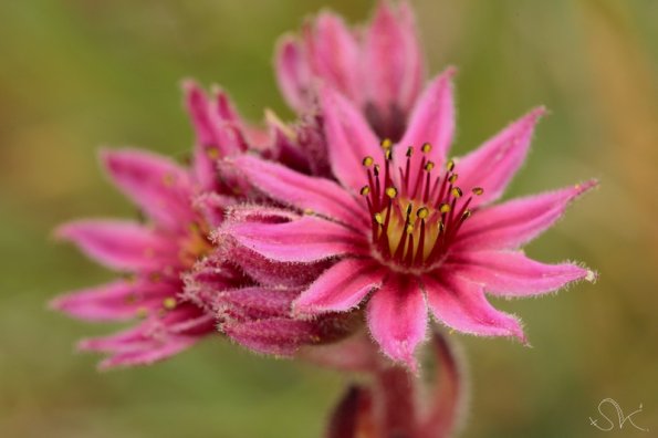 La joubarbe à toile d'araignée (Sempervivum arachnoideum)