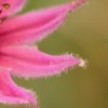 La joubarbe à toile d'araignée (Sempervivum arachnoideum)