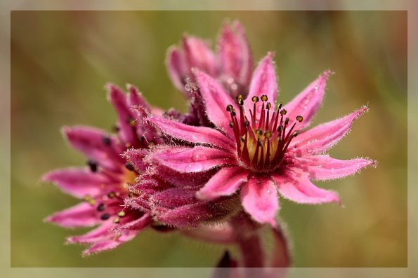 La joubarbe à toile d'araignée (Sempervivum arachnoideum)