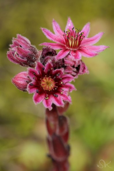 joubarbe à toile d'araignée (Sempervivum arachnoideum) 