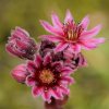 joubarbe à toile d'araignée (Sempervivum arachnoideum) 