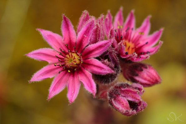 joubarbe à toile d'araignée (Sempervivum arachnoideum) 