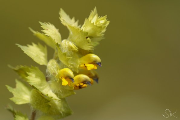 Rhinante, Crête de coq (Rhinantus Minor)