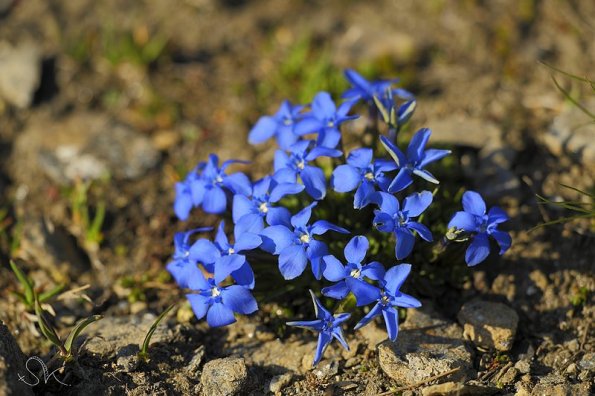 Gentiane sp (gentianella sp)