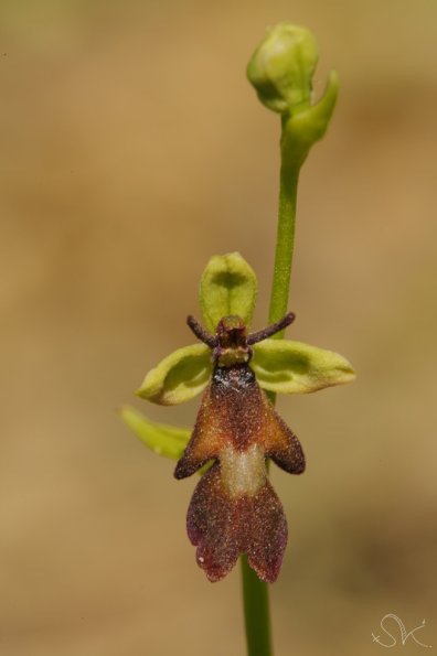 Ophrys mouche (Ophrys insectifera)
