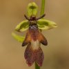 Ophrys mouche (Ophrys insectifera)