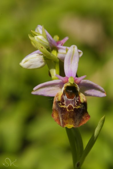 Ophrys bourdon (Ophrys fuciflora)