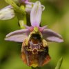 Ophrys bourdon (Ophrys fuciflora)