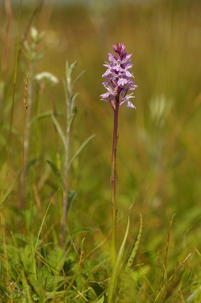 Orchis tacheté (Dactylorhiza maculata)