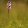 Orchis maculé (Dactylorhiza maculata)