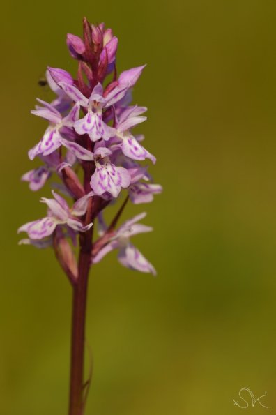 Orchis maculé (Dactylorhiza maculata)